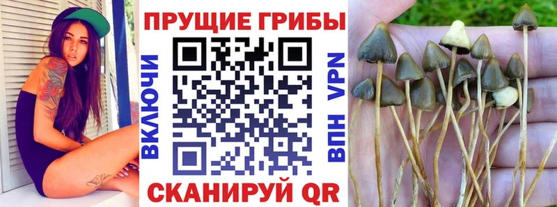 Галлюциногенные грибы мицелий Купить закладки Мглин